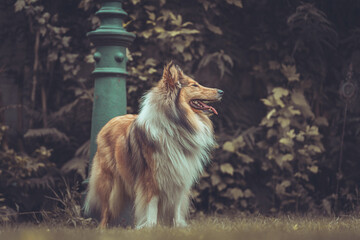 Portrait rough Collie sable outdoor Var. 11
