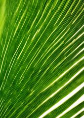 Obraz premium Close-Up of Green Leaf Texture with Natural Patterns, Detailed close-up of a green leaf showcasing its natural texture and patterns