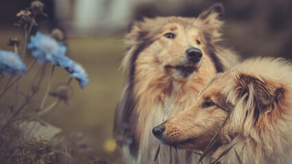 Portrait 2 rough Collies erwachsen und Welpe Var. 16 © Renee Heetfeld