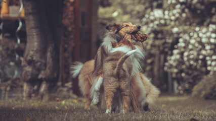 Portrait 2 rough Collies erwachsen und Welpe Var. 15 © Renee Heetfeld