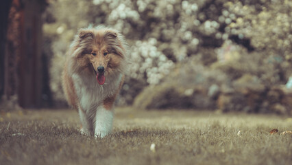 Portrait rough Collie sable Junghund Welpe britisch Var. 8