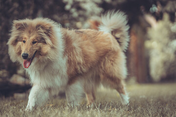 Portrait rough Collie sable Junghund Welpe britisch Var. 7