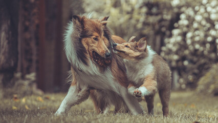 Portrait 2 rough Collies erwachsen und Welpe Var. 10 © Renee Heetfeld