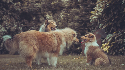 Portrait 3 rough Collies adult, Junghund und Welpe Var. 3