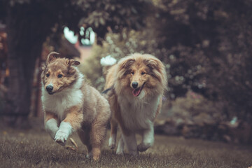 2 rough Collies britisch und amerikanisch sable Welpe und Junghund spielen zusammen Var. 27