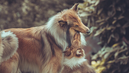 Portrait 2 rough Collies erwachsen und Welpe Var. 9 © Renee Heetfeld