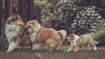 Portrait 3 rough Collies adult, Junghund und Welpe Var. 8