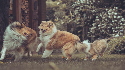 Portrait 3 rough Collies adult, Junghund und Welpe Var. 2