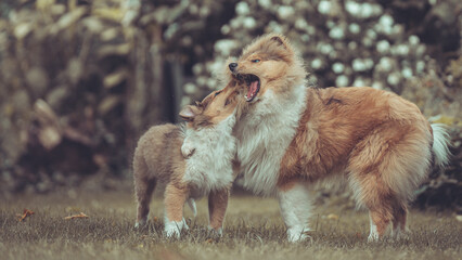 2 rough Collies britisch und amerikanisch sable Welpe und Junghund spielen zusammen Var. 23