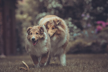 2 rough Collies britisch und amerikanisch sable Welpe und Junghund spielen zusammen Var. 22