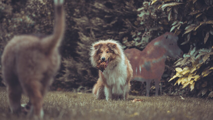 Portrait rough Collie sable Junghund Welpe britisch Var. 6