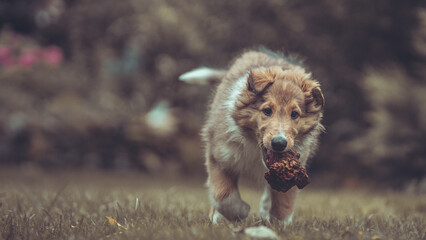 Portrait rough Collie Welpe  amerikanisch 9 Wochen alt outdoor Var. 24