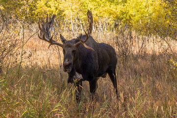 Bull Moose in the rut in Autumn in Wyoming