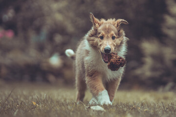 Portrait rough Collie Welpe  amerikanisch 9 Wochen alt outdoor Var. 23
