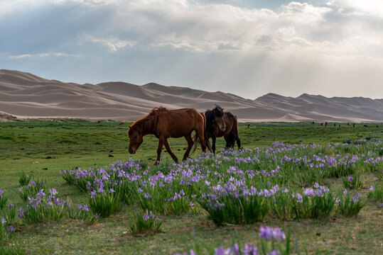 Mongolian horses graze in the narrow strip of green that separates the steppe and the Gobi desert like a green thread