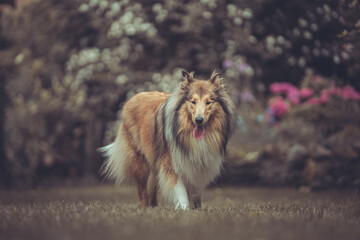 Portrait rough Collie sable outdoor Var. 13
