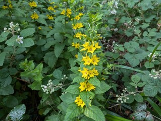 Dotted Loosestrife flowers (Lysimachia punctata)