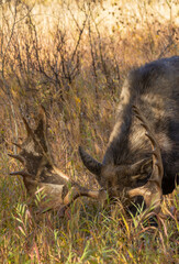 Bull Moose in the rut in Autumn in Wyoming