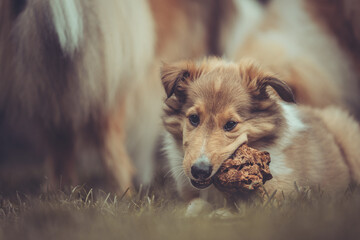 Portrait rough Collie Welpe  amerikanisch 9 Wochen alt outdoor Var. 15