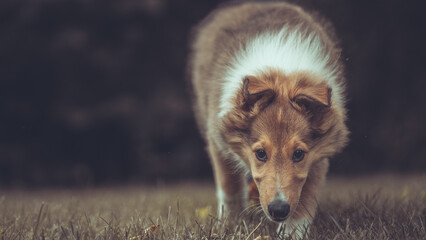 Portrait rough Collie Welpe  amerikanisch 9 Wochen alt outdoor Var. 10
