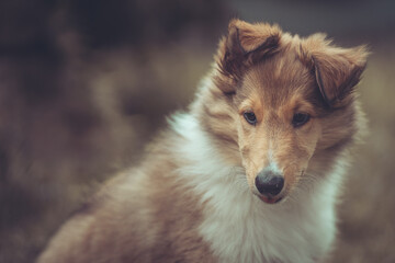 Portrait rough Collie Welpe  amerikanisch 9 Wochen alt outdoor Var. 1