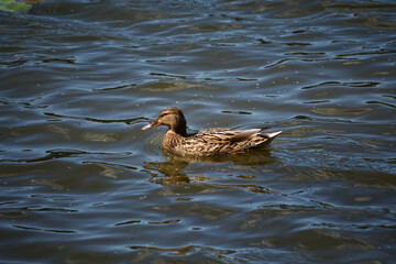 Ente im Wasser