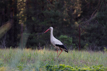 stork walks in the field