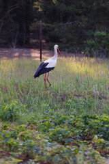 stork walks in the field