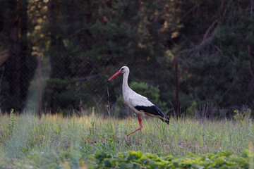 stork walks in the field