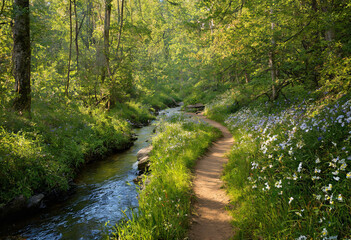 Obraz premium Stream flowing beside a path in a summer forest