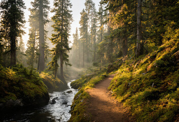 Morning walk in a beautiful forest, with a creek flowing by the side of the path