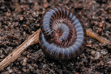 ein tausendfüßler im garten