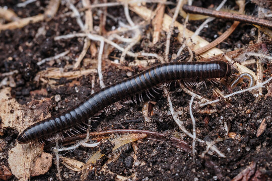 ein tausendf&uuml;&szlig;ler im garten