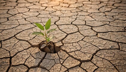 Concetto di cambiamento climatico e desertificazione, riscaldamento globale, resilienza di giovane piantina che cresce in un suolo secco ed arido