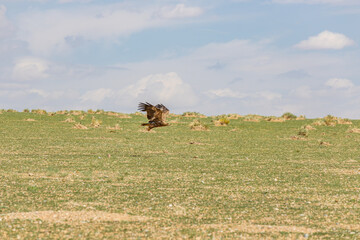 Steppe eagle guarding its nest in the Mongolian steppe.