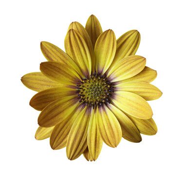 Close-up of an isolated orange dimorphotheca sinuata