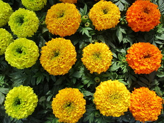 マリーゴールドの花のアップ