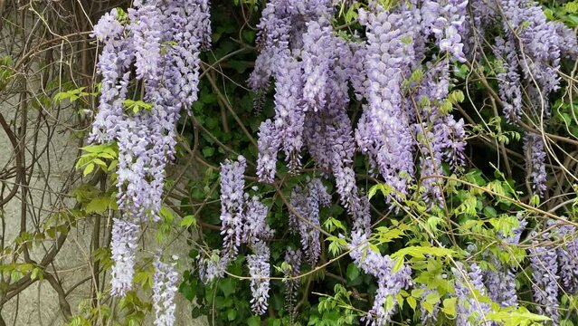 Wall of the building is covered with blooming wisteria. Flowering Wisteria in Nikita Botanical Garden in Crimea, one of the oldest botanical gardens in Europe.