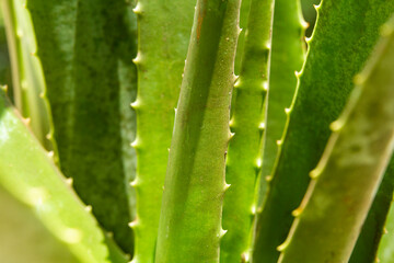 Aloe Vera Plant on Natural Background