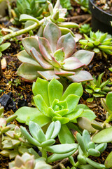 Succulent plants in the natural garden
