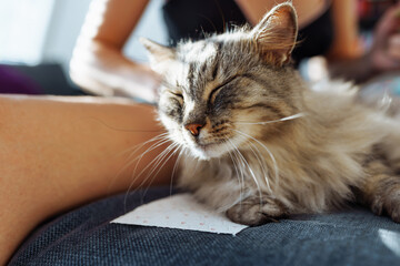 domestic cat grooming. pet hair care