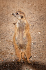 Single Perky Meerkat, alert and curious