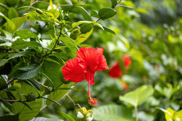 Red Hibiscus rosa-sinensis flower blooming in garden. It is also known as China rose, Hawaiian hibiscus, Rose mallow, Shoeblack plant, Rose of China, and Shoe flower.