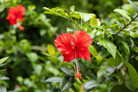 Beautiful red Hibiscus rosa-sinensis flower blooming in garden. It is also known as China rose, Hawaiian hibiscus, Rose mallow, Shoeblack plant, Rose of China, and Shoe flower.
