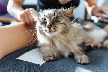 domestic cat grooming. pet hair care