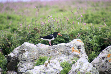 A view of an Oystercatcher