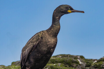 Farne Island seabird