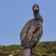 A Shag on the Farne Islands