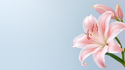 Obraz premium pink lily flower