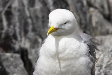 Kittiwake on the Farne Islands at nesting season.